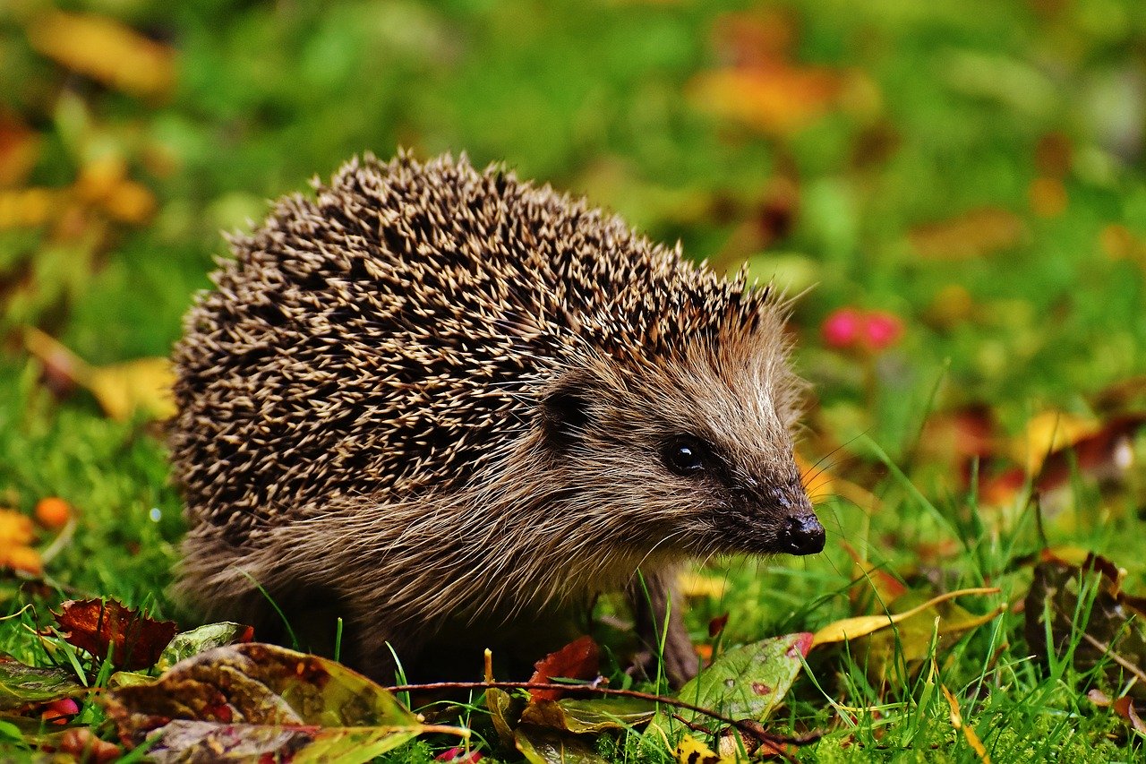 You are currently viewing Animaux du jardin: une solution naturelle pour limiter l’utilisation des pesticides